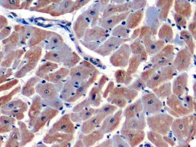 Polyclonal Antibody to Hypoxia Inducible Factor 1 Alpha (HIF1a)