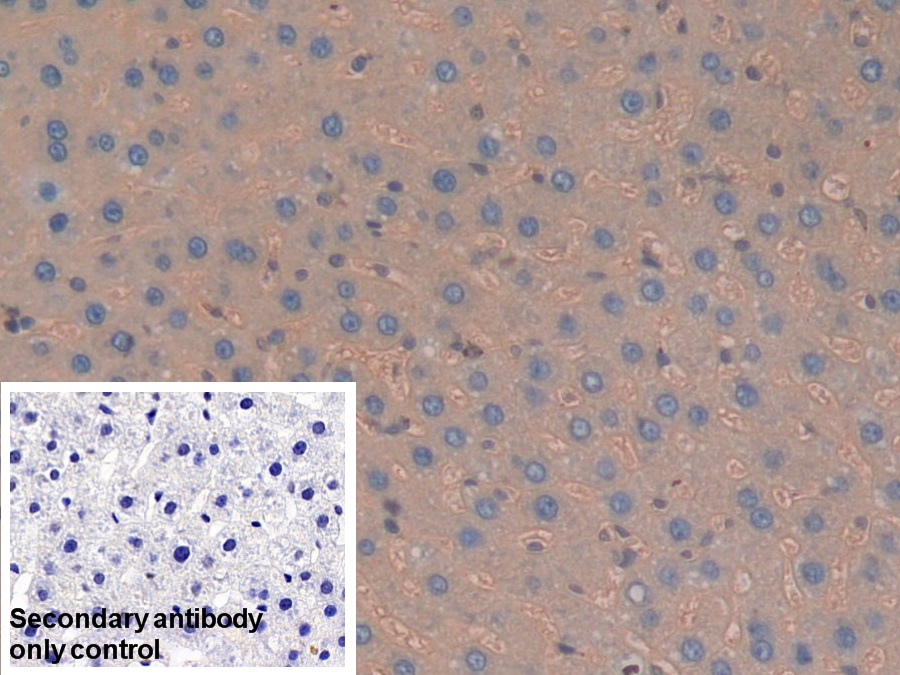 Polyclonal Antibody to Haptoglobin (Hpt)