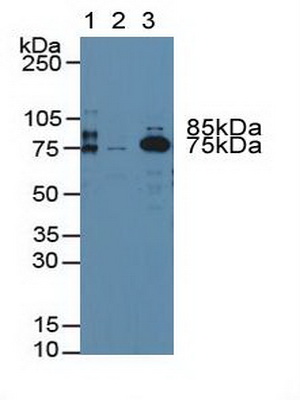 Polyclonal Antibody to Coagulation Factor II (F2)