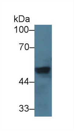 Polyclonal Antibody to Von Willebrand Factor A Domain Containing Protein 1 (vWA1)