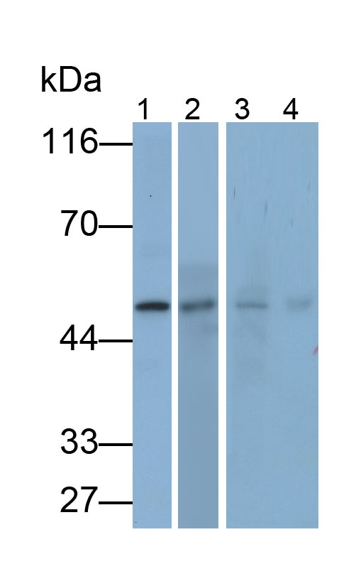 Polyclonal Antibody to Protease Activated Receptor 2 (PAR2)