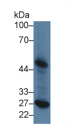 Polyclonal Antibody to Phospholipase A2 Group VII (LpPLA2)