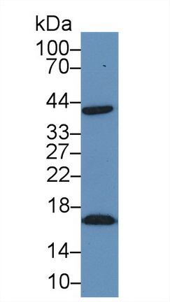 Polyclonal Antibody to Heat Shock Protein 40 (HSP40)