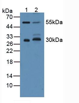 Polyclonal Antibody to Cluster Of Differentiation 200 (CD200)