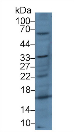 Polyclonal Antibody to Cluster Of Differentiation 200 (CD200)