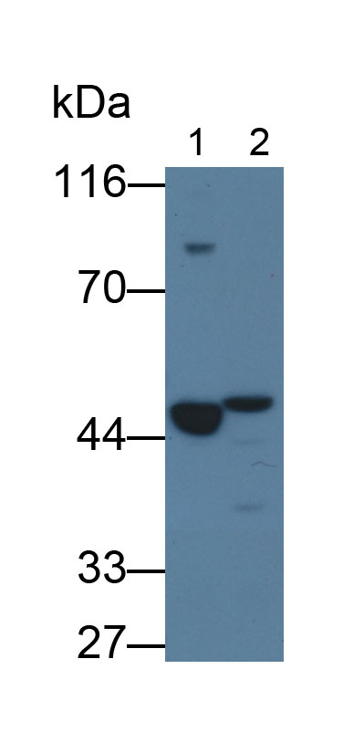 Polyclonal Antibody to Renin (REN)