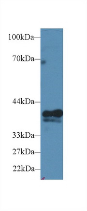 Polyclonal Antibody to Prostaglandin E Synthase 2 (PTGES2)