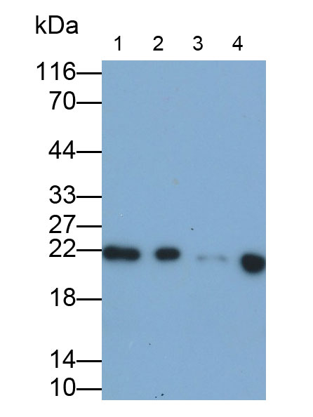 Polyclonal Antibody to Retinol Binding Protein 4 (RBP4)