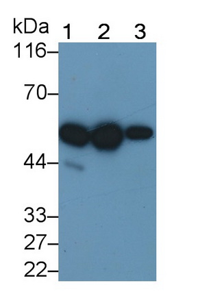 Polyclonal Antibody to Cytochrome P450 2E1 (CYP2E1)