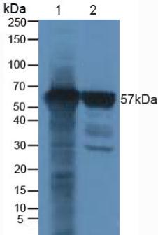 Polyclonal Antibody to Runt Related Transcription Factor 2 (RUNX2)