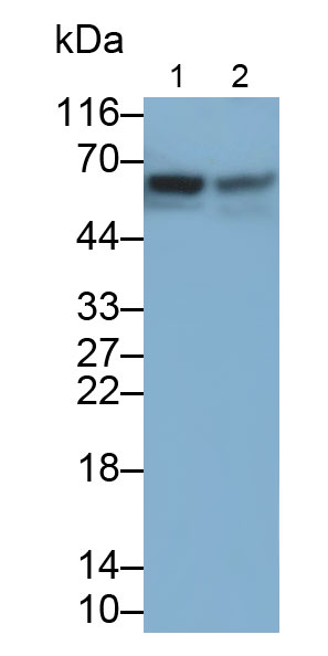 Polyclonal Antibody to Tumor Necrosis Factor Receptor Superfamily, Member 7 (TNFRSF7)