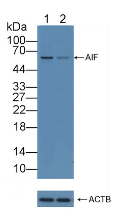 Polyclonal Antibody to Apoptosis Inducing Factor (AIF)