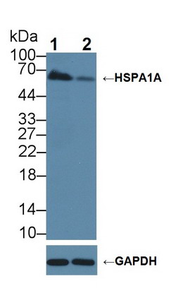 Polyclonal Antibody to Heat Shock 70kDa Protein 1A (HSPA1A)