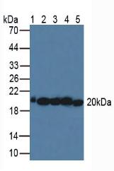 Polyclonal Antibody to Superoxide Dismutase 2, Mitochondrial (SOD2)