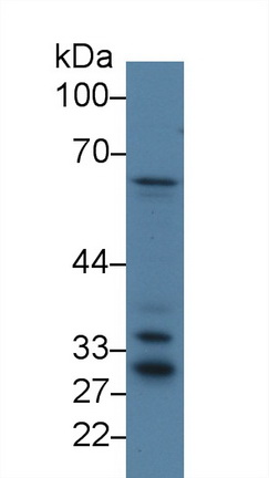 Polyclonal Antibody to Nucleoporin 50kDa (NUP50)