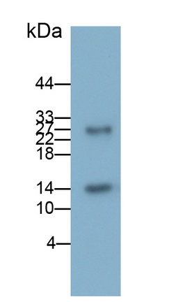 Polyclonal Antibody to Chemokine C-C-Motif Ligand 1 (CCL1)