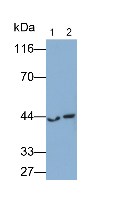 Polyclonal Antibody to Phospholipase A1 (PLA1)