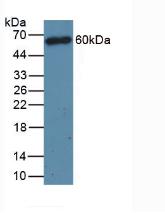 Polyclonal Antibody to Cluster Of Differentiation 4 (CD4)
