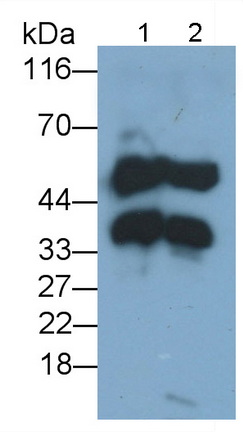 Polyclonal Antibody to Clusterin (CLU)