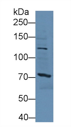 Polyclonal Antibody to Sperm Specific Antigen 2 (SSFA2)