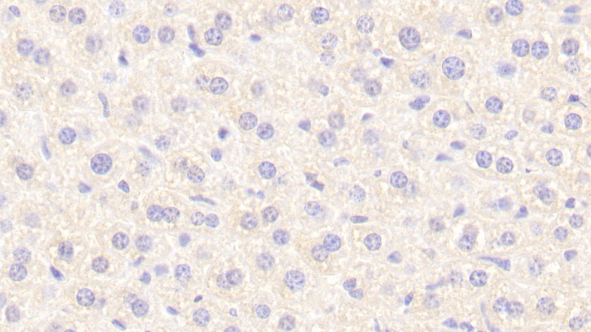 Polyclonal Antibody to Neurotensin (NT)