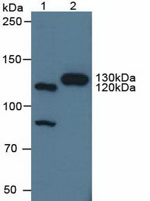 Polyclonal Antibody to Contactin 4 (CNTN4)
