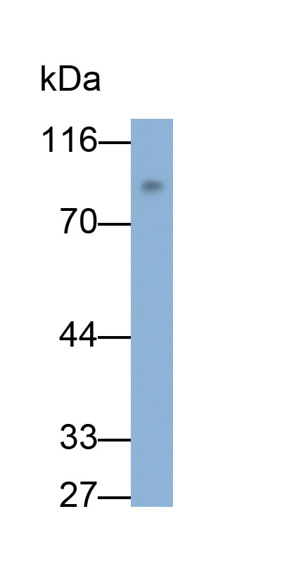 Polyclonal Antibody to Chromogranin A (CHGA)