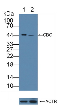 Polyclonal Antibody to Corticosteroid Binding Globulin (CBG)