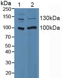 Polyclonal Antibody to Integrin Alpha 2 (ITGa2)