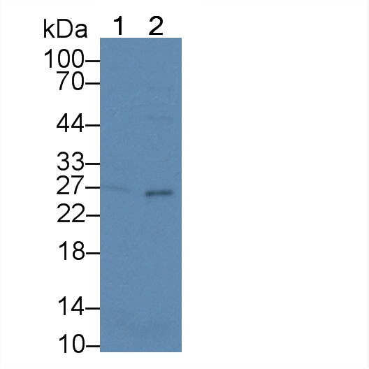 Polyclonal Antibody to Tumor Necrosis Factor Ligand Superfamily, Member 7 (TNFSF7)