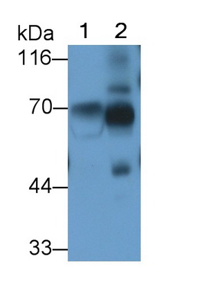 Polyclonal Antibody to Kininogen 1 (KNG1)
