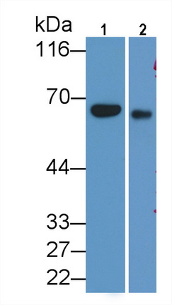 Polyclonal Antibody to Membrane Cofactor Protein (MCP)