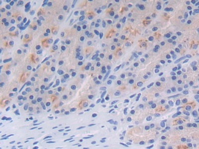 Polyclonal Antibody to Milk Fat Globule EGF Factor 8 (MFGE8)