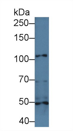 Polyclonal Antibody to Integrin Alpha 3 (ITGa3)