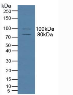 Polyclonal Antibody to Microtubule Associated Protein 4 (MAP4)