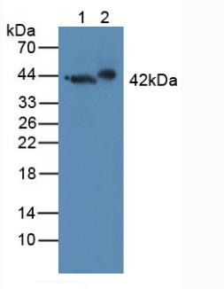 Polyclonal Antibody to Growth Associated Protein 43 (GAP43)