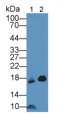 Polyclonal Antibody to Cluster of Differentiation 59 (CD59)