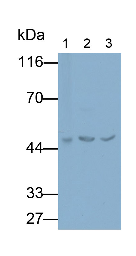 Polyclonal Antibody to Beta Actin (ACTB)