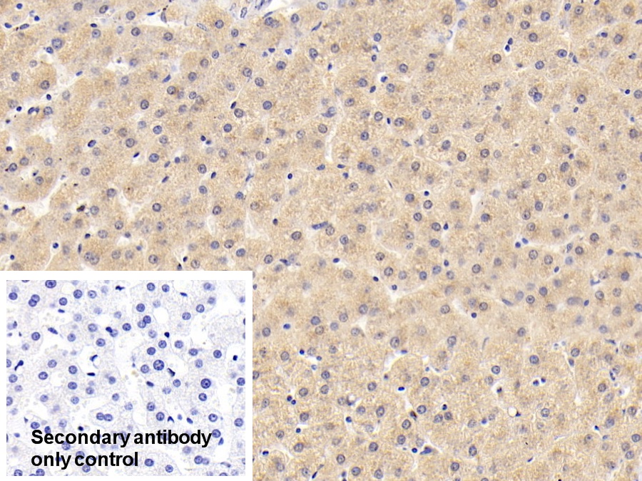 Polyclonal Antibody to Adipose Differentiation Related Protein (ADRP)