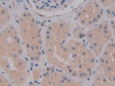 Polyclonal Antibody to Macrophage Expressed Gene 1 Protein (MPG1)