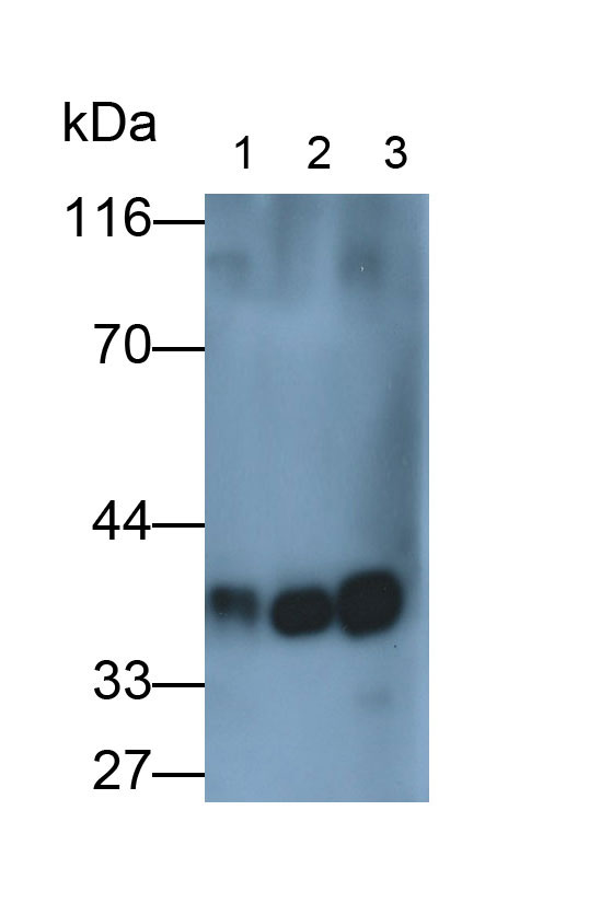 Polyclonal Antibody to Lactate Dehydrogenase A (LDHA)