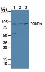 Polyclonal Antibody to Activating Transcription Factor 6 (ATF6)