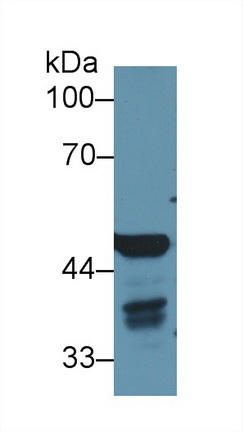 Polyclonal Antibody to Enolase 1 (ENO1)