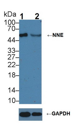 Polyclonal Antibody to Enolase 1 (ENO1)