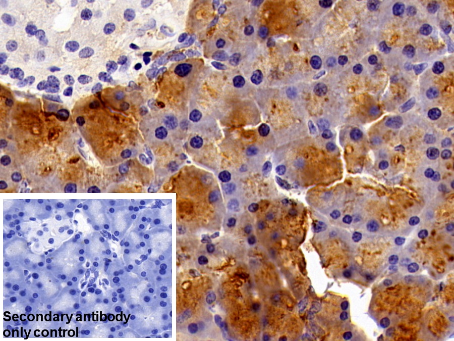 Polyclonal Antibody to Pancreatic Lipase (PL)