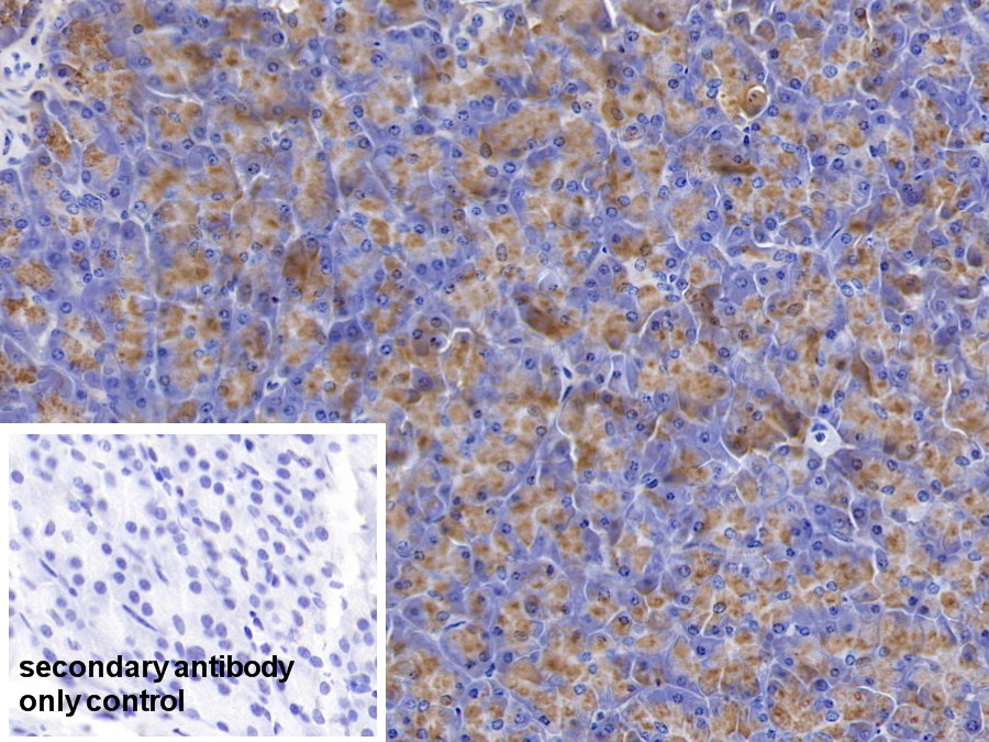 Polyclonal Antibody to Salivary Alpha Amylase (AMY1A)