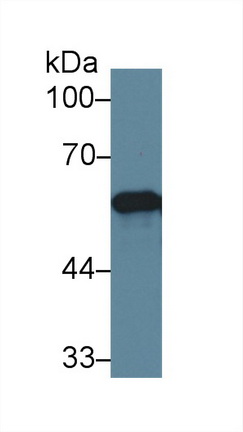 Polyclonal Antibody to Endoplasmic Reticulum Resident Protein 57 (ERp57)