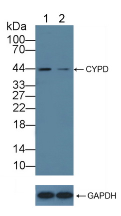 Polyclonal Antibody to Cyclophilin 40 (CYP-40)