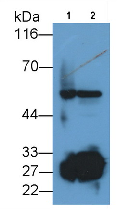 Polyclonal Antibody to Protease, Serine 2 (PRSS2)