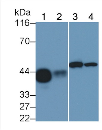 Polyclonal Antibody to Cluster Of Differentiation 147 (CD147)